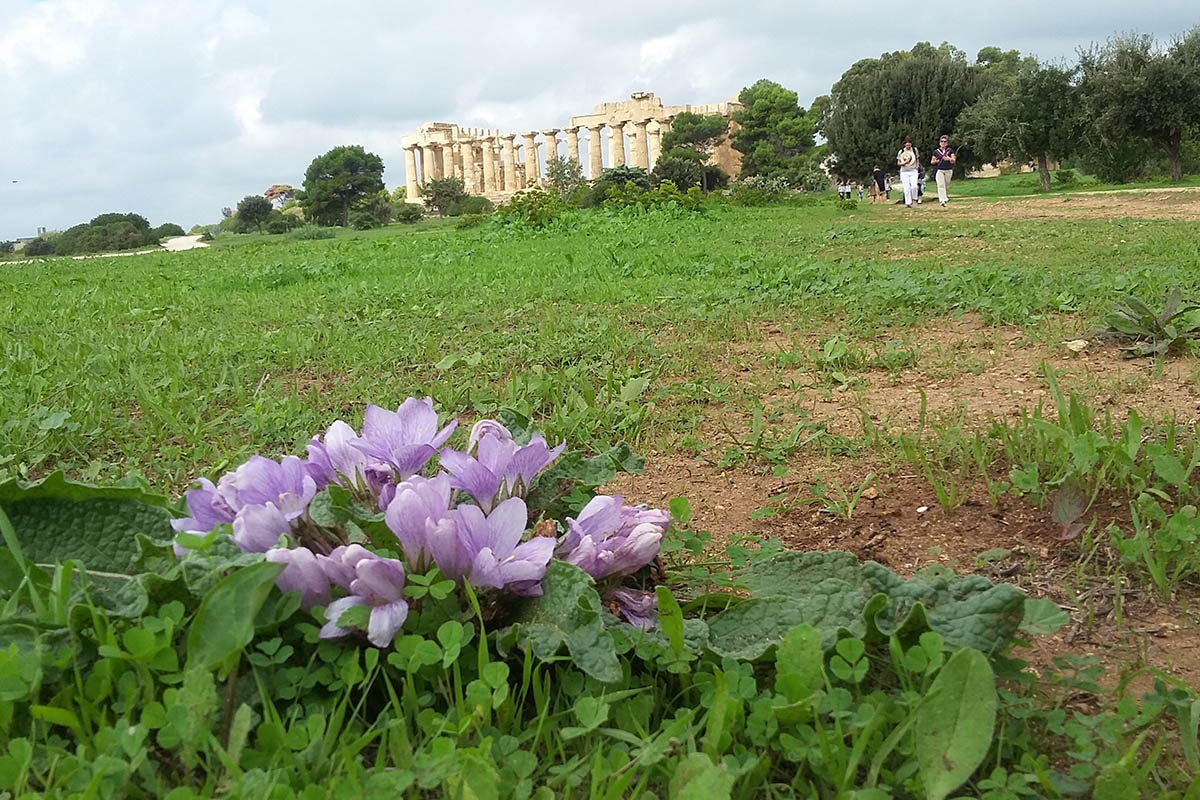 Fiore Di Mandrogola Con Tempio E Nello Sfondo – Foto ReHu